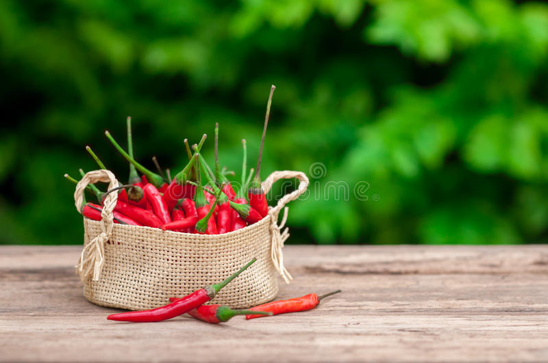 008pg国际官网版